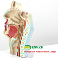 THROAT05 (12511) Fisiologia ENT Humana Modelo de Anatomia Transversal Nasal da Garganta Nariz